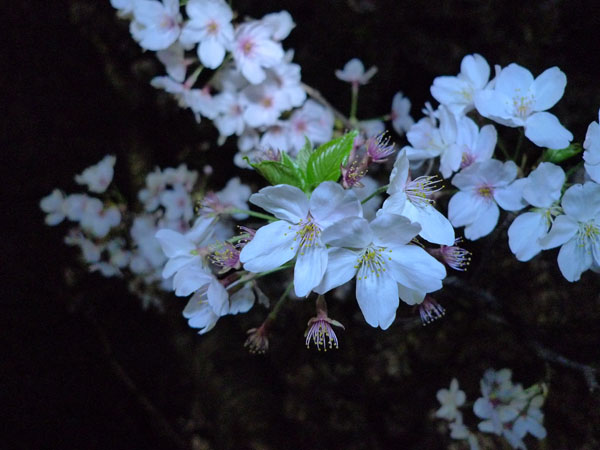 桜　マグナムデジライト　デフューズ