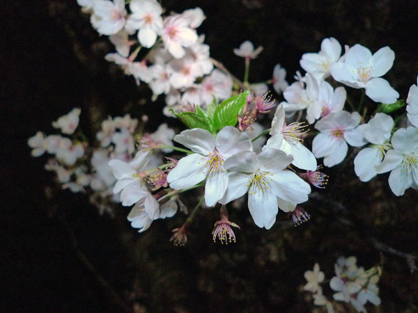 桜　色補正