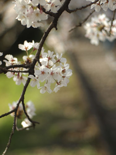 Sonnar 50mm F1.5　インクライン