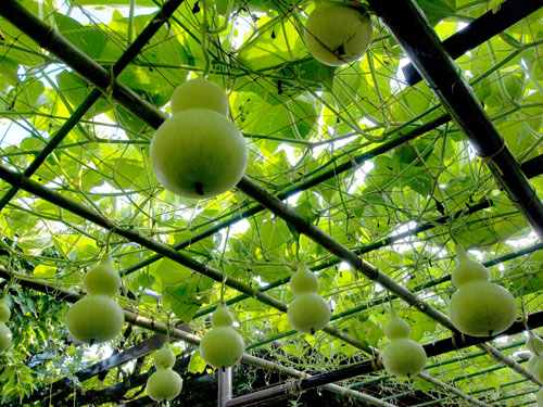 京都府立植物園のひょうたん棚