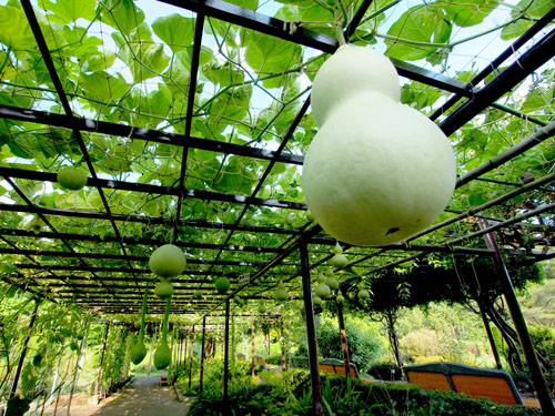 京都府立植物園のひょうたん棚