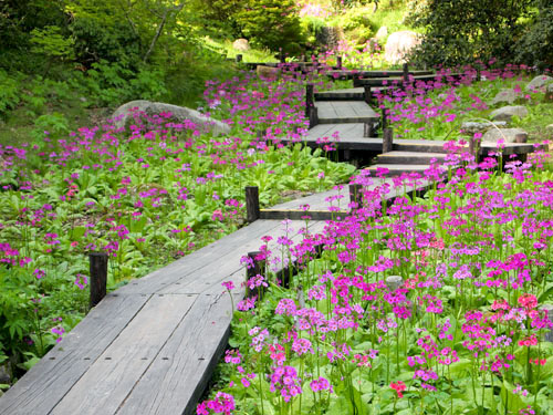 六甲高山植物園のクリンソウ