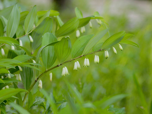 六甲高山植物園のアマドコロ