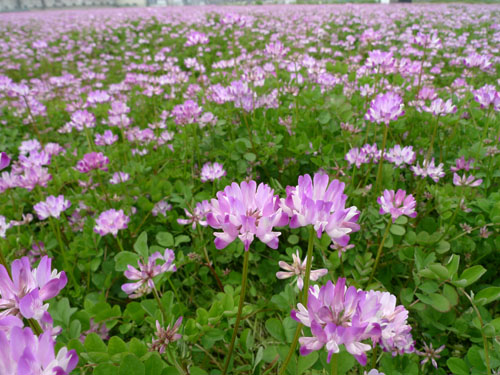 大阪府 高槻市 三島江の蓮華草