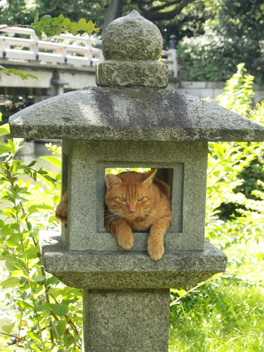 灯籠に入り込んだ猫