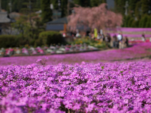 芝桜