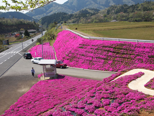 長尾の芝桜　遠景