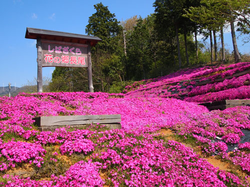 花のじゅうたん