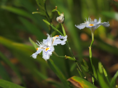 糺の森　射干