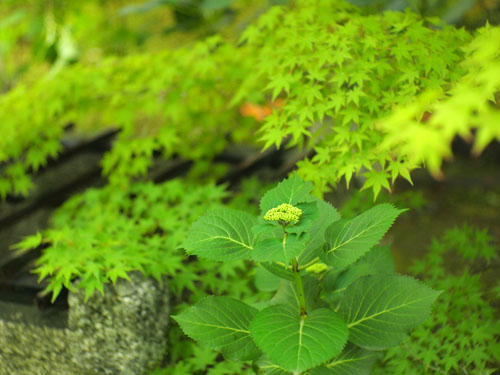 勧修寺　紫陽花