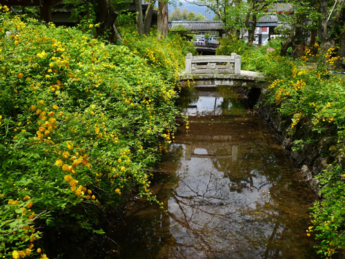 松尾大社の八重山吹