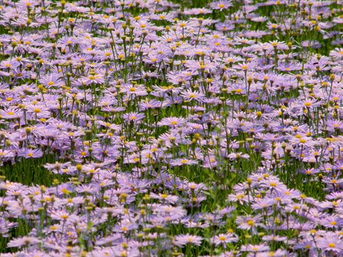 京都久多の友禅菊