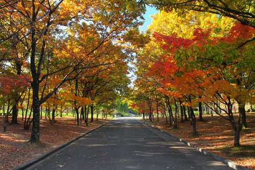 万博記念公園の紅葉