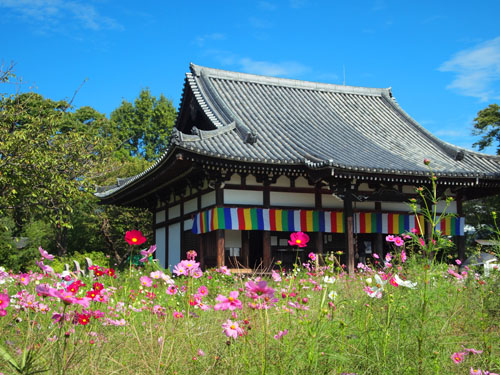 般若寺のコスモス