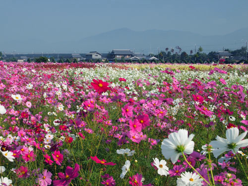 亀岡夢コスモス園