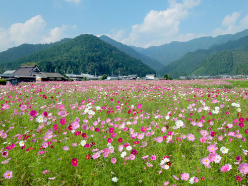 清住のコスモス