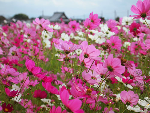 近江八幡 野田町のコスモス