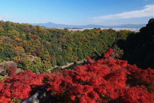 大悲閣の紅葉