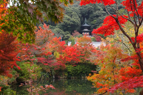 永観堂の紅葉