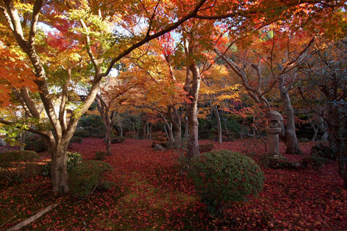 圓光寺の紅葉