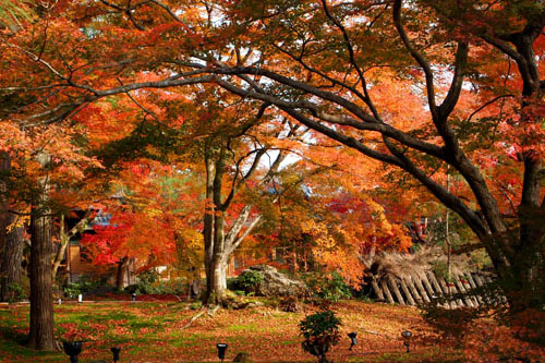 宝厳院 獅子吼の庭の紅葉