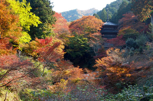 丹波　高源寺の天目楓