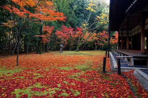 大徳寺 塔頭 高桐院の紅葉