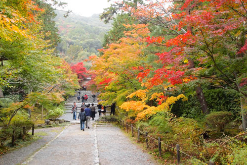 二尊院の紅葉