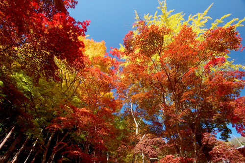 洞光寺の紅葉