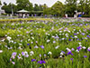 油ヶ淵 遊園地 花菖蒲園