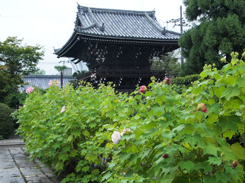 妙蓮寺　境内