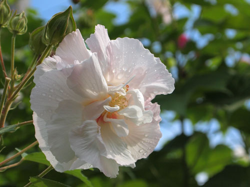 八重咲きの芙蓉