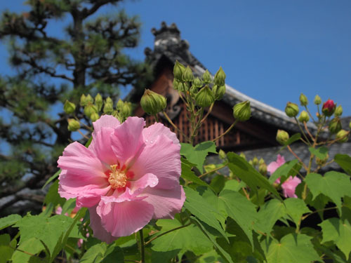 妙蓮寺の芙蓉