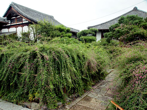 常林寺のハギ