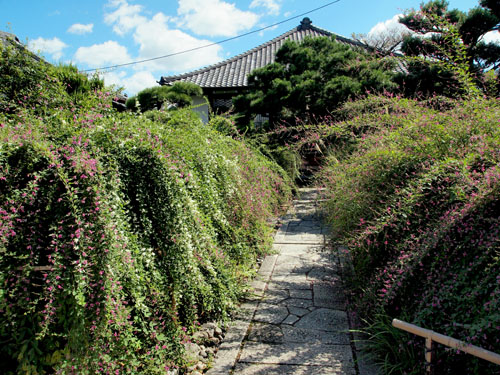 常林寺の萩