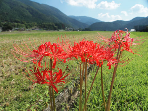 曼珠沙華