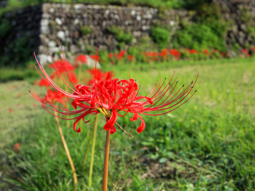 三千院の彼岸花