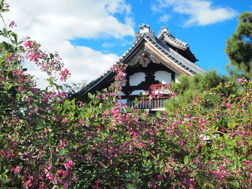 高台寺の萩