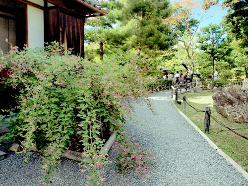 高台寺　庭園　萩