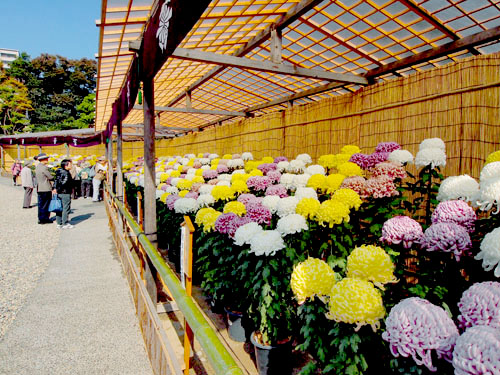 相楽園　菊花展・紅葉