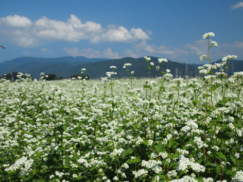 今津 蕎麦の花