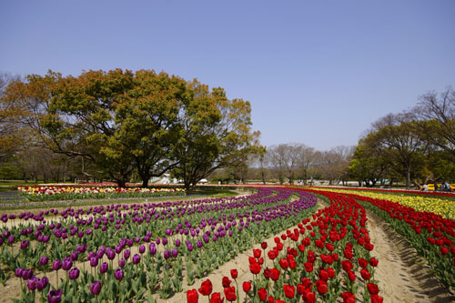 万博記念公園のチューリップ