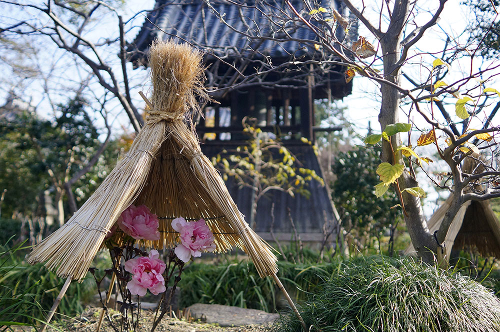 万博記念公園の梅林