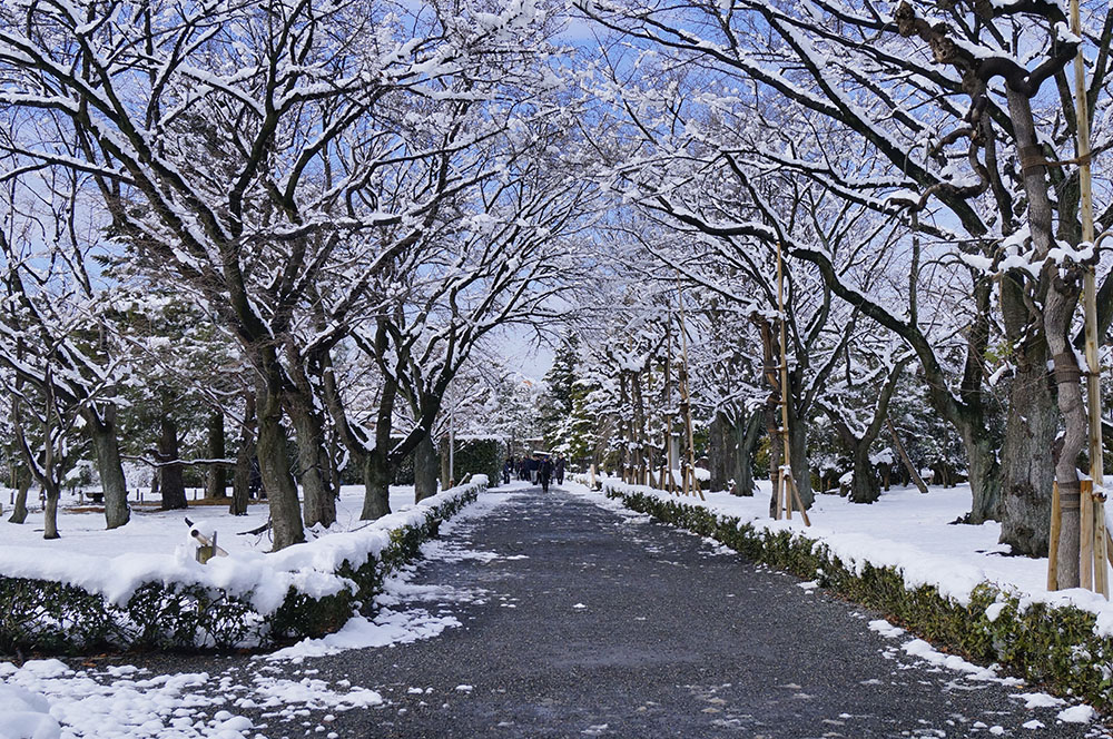 清流園周辺の桜並木