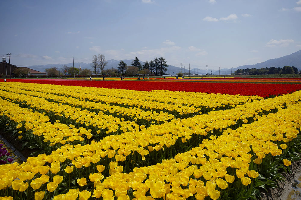 万博記念公園のチューリップ