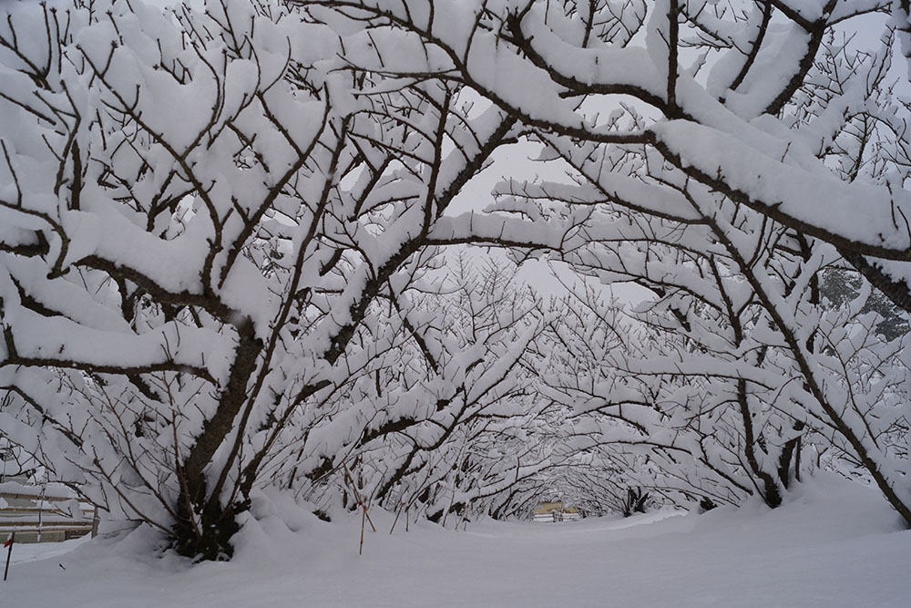 雪の御室桜 ローアングルより