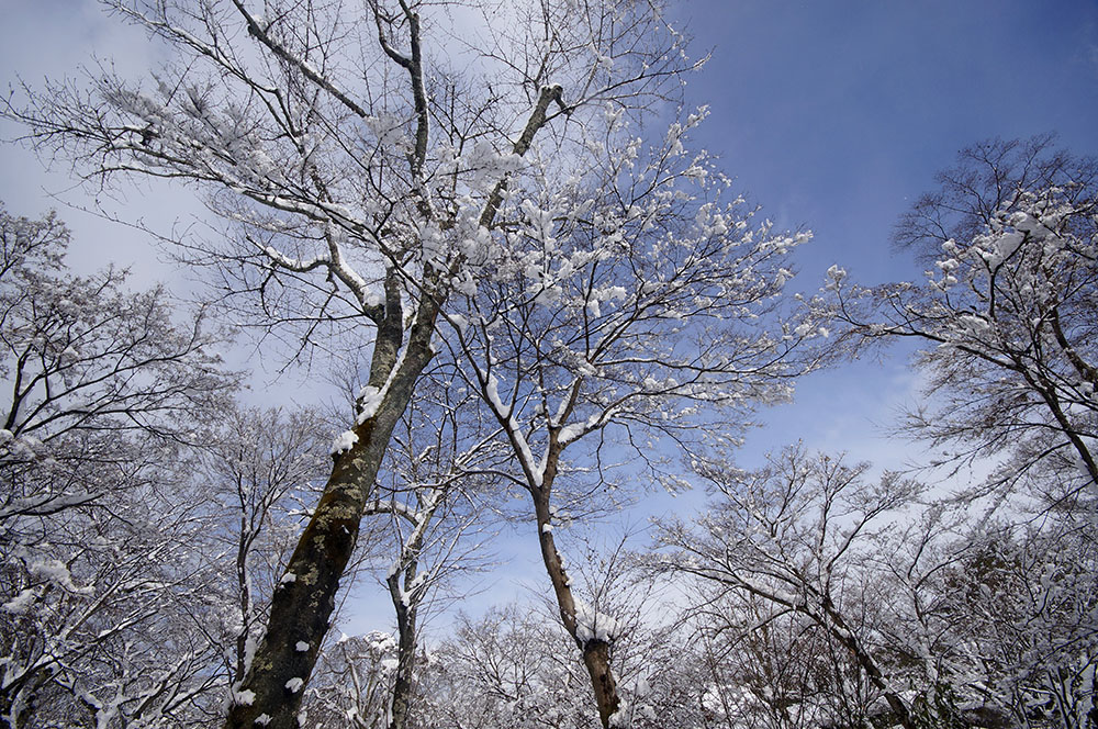 雪の天龍寺 庭園