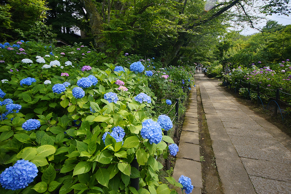 本土寺のあじさい