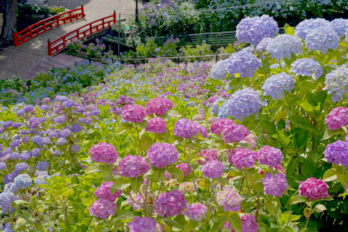 形原温泉あじさいの里