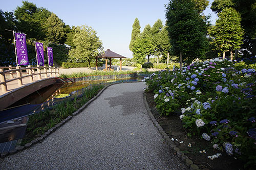 大塚性海寺歴史公園のあじさい